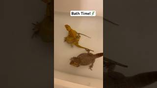 Beardie Bath Bomb🛁 🦎 beardies bathtime water beardeddragonlizard lizard lover [upl. by Lillie55]