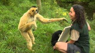 Conservation Connection White Cheeked Gibbon [upl. by Yttap]