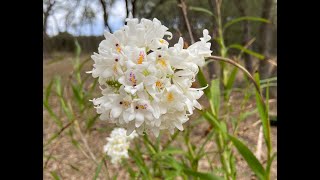 Show amp Tell Polystachya neobenthamia [upl. by Ycal]