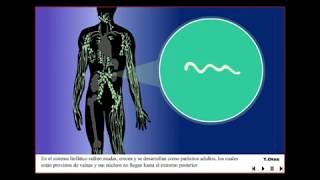 Filariasis  Ciclo de vida del parásito Wuchereria bancrofti [upl. by Gabler]