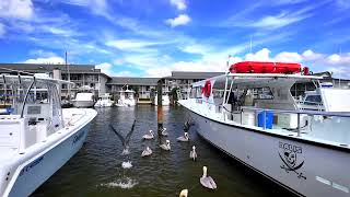 The Naples City Dock with some playful pelicans Naples Florida 💙 [upl. by Clotilda]