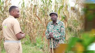 Guhinga ibigori ku butaka bukoreshejwe neza  Conservation Agriculture  Tera Intambwe Muhinzi [upl. by Analli]