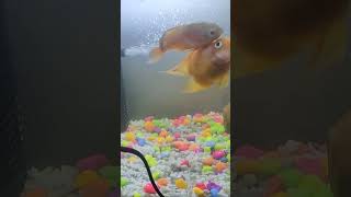 Parrot fish fighting with Oscar fish [upl. by Assisi]