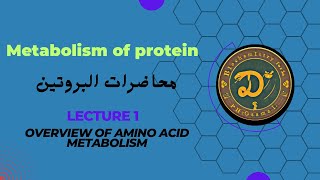 overview of amino acid metabolism شرح بالعربي على مصدر هاربر  جابتر ٢٨ [upl. by Winnifred823]