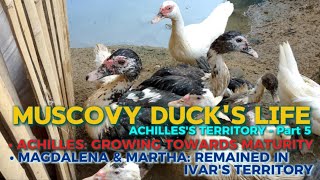 D Lizard Village 112724 • Muscovy Ducks Life Achilless Territory  Part 5 blackmuscovy duck [upl. by Issak]