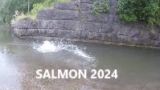 SALMON FISHING Aug232024 [upl. by Dhu]