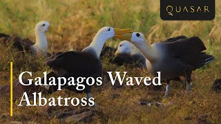 Galapagos Waved Albatross  Largest Sea Bird Video [upl. by Salman]