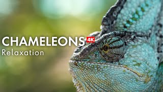 Unwind with Chameleons amp Relaxing Music [upl. by Aicad]