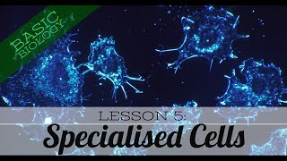 Basic Biology Lesson 5 Specialised Cells GCSE Science [upl. by Rockey991]