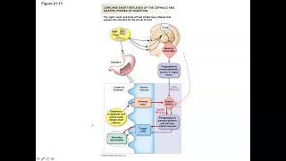 Unit 2 Part 13 Cephalic Gastric and Intestinal Phases [upl. by Airamalegna]