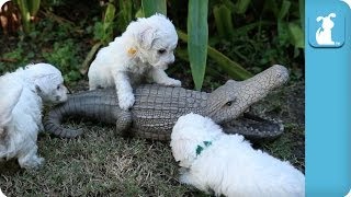 Bichon Frise Puppies VS Alligator  Puppy Love [upl. by Elonore]