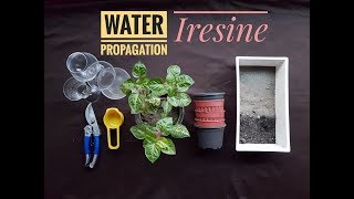 How To propagate Iresine herbstii in water [upl. by Oisorbma]