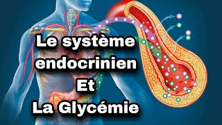 le système endocrinien  lintervention du système endocrinien dans la régulation de la glycémie [upl. by Arick807]