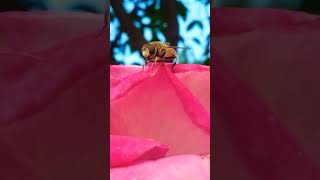 This Beautiful Hoverflies cofr rose different kind of insects are coming for flowers unique skills [upl. by Jephum198]