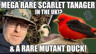 MEGA RARE SCARLET TANAGER IN THE UK amp A RARE MUTANT DUCK FROM THE USA [upl. by Eltsyrk]