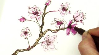 Easy How to Draw a Sakura Cherry Blossom Branch [upl. by Tomas]