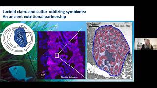 Nitrogen fixation by chemosynthetic symbionts  Jillian Petersen [upl. by Ray]