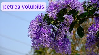 Ultimate Guide to Stunning Petrea Volubilis Care Tips Pruning Techniques amp More  malicreations726 [upl. by Gar]