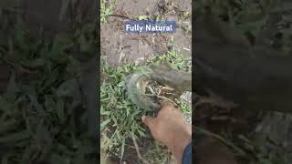 வயலில் விரால் மீன்  Murrel fish in farm விரால்மீன் விரால் viralshorts viralvideos viralreels [upl. by Elfreda]