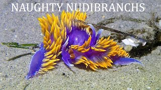 Spanish Shawl Nudibranch Mating w XTAR D36 5800 II [upl. by Orutra]