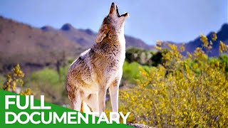 Coyotes vs Wolves  An Unequal Battle in Yellowstone National Park  Free Documentary Nature [upl. by Ramsa]