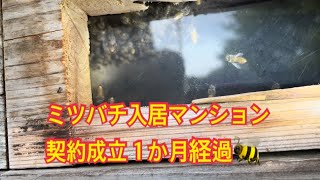 Ｖlog200 ミツバチ入居 マンション契約成立１か月経過🐝 [upl. by Matthew790]