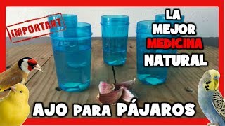 AJO PARA CANARIOS Y PAJAROS EXOTICOS  REMEDIOS NATURALES PARA DESPARASITAR CANARIOS DE FORMA CASERA [upl. by Anelat]