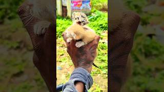 எங்கே மனிதநேயம் ponadhu endru teriyavillai save cat baby [upl. by Dick]