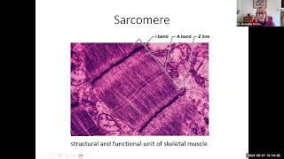 hbio9c sarcomere microanatomy 22 min [upl. by Assilac]