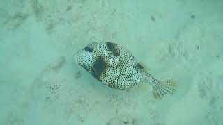 Spotted Trunkfish [upl. by Ocinom419]