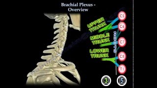 Brachial Plexus simple  Everything You Need To Know  Dr Nabil Ebraheim [upl. by Akkinahs410]