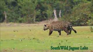 Big male Jaguar salivates over and stalks oblivious Tapir at Jaguar Lake [upl. by Alicea475]