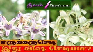 இத தொட்டா அவ்லோதான் இது விஷ செடியா இத தொடலாமா Vivasayam Athisayam erukanchedi tamil [upl. by Harilda]