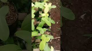 Tanaman hias philodendron violin golden tanamanhias plants philodendron [upl. by Elaine341]