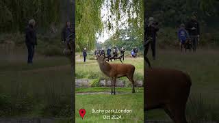 bushypark 2024 sonya6700 redstag royalparks [upl. by Anul70]