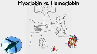 Getting Oxygen Myoglobin vs Hemoglobin [upl. by Erdah87]