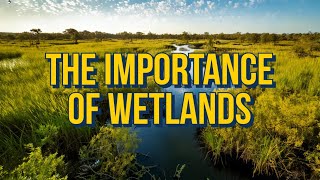 The Importance of Wetlands Ecosystem Benefits and Threats [upl. by Estus723]