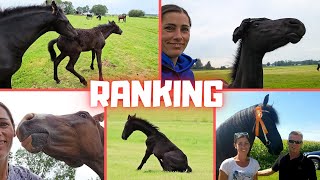 Will you find out what the ranking is  Ajeto  Friesian Horses [upl. by Philippa787]