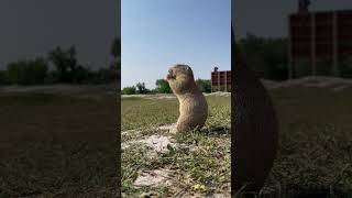 Prairie Dog [upl. by Sivat764]