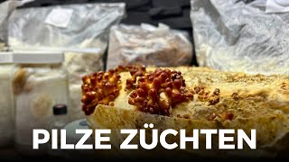 Pilze züchten wie ist die Lage Folge 108  Nameko  Wilde Pilze  Clips  Experimente [upl. by Yuille935]