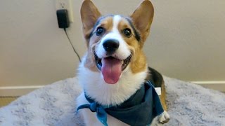 SPOILING MY CORGI DOG  Life After College Ep 422 [upl. by Golightly]