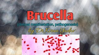 Microbiology lectureBrucella  disease symptoms pathogenesisBrucella microbiology [upl. by Fayette]