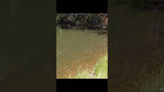 Largemouth Bass Destroys Topwater Pencil fishing fish bassfishing [upl. by Eenhat177]