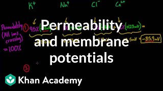 Permeability and membrane potentials  Circulatory system physiology  NCLEXRN  Khan Academy [upl. by Noe]