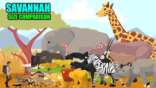 Savannah Animals Size Comparison  Animal Animation [upl. by Legna]