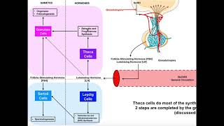 Specific Hormones  Functions of FSH and LH Gonadotropins [upl. by Llyrehc912]