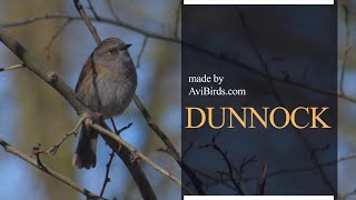 Dunnock Prunella Modularis [upl. by Hijoung]