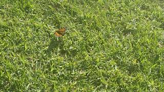 Wanderer butterfly Danaus plexippus [upl. by Anelrac]