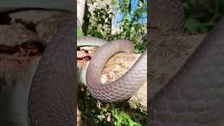 Blue phase common tree snakeDendrelaphis punctulata snake nature wildlife australia shorts [upl. by Buyers]