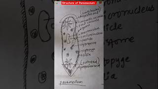 Structure of Paramecium  Class 11 Science Biology shorts [upl. by Lorre596]